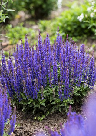 ШАВЛІЯ дібровна Blue Bouquetta